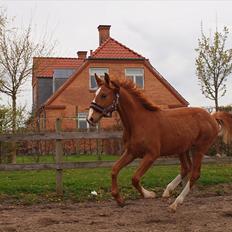 Anden særlig race Charlatan <3