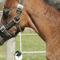 Arabisk fuldblod (OX) Zesach's Ehtrod Solgt