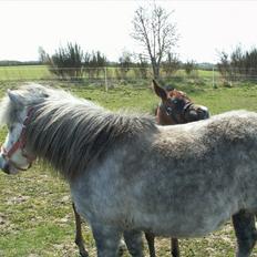 Arabisk fuldblod (OX) Zesach's Ehtrod Solgt