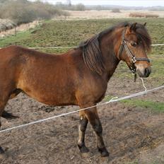 New Forest Bakkegårdens Pink Aline 