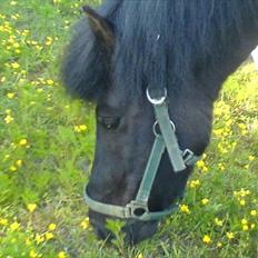 Islænder Eistla skuld nord