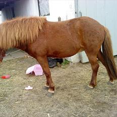 Islænder Glauma fra skygge <3 Himmelhest