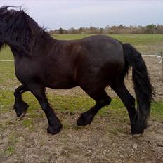 Frieser Rocky Van het zand( himmelhest) :(