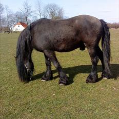 Frieser Rocky Van het zand( himmelhest) :(