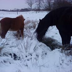 Frieser Rocky Van het zand( himmelhest) :(