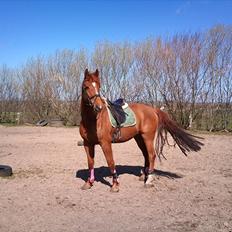 Hollandsk Varmblod Unique R.I.P