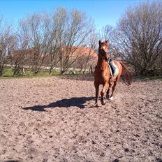 Hollandsk Varmblod Unique R.I.P