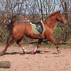 Hollandsk Varmblod Unique R.I.P