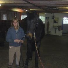 Dansk Varmblod Anuqa