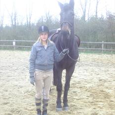 Dansk Varmblod Anuqa