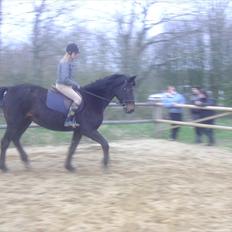 Dansk Varmblod Anuqa