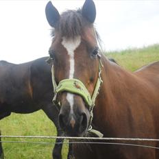 New Forest Kantje's Ruby - solgt