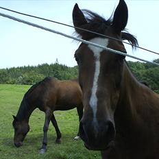 New Forest Kantje's Ruby - solgt