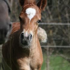 New Forest Romeo´s Kentucky solgt