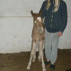 New Forest Romeo´s Kentucky solgt