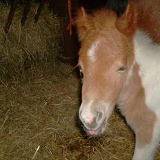 Anden særlig race Alladin fra Hersom ( DØD)