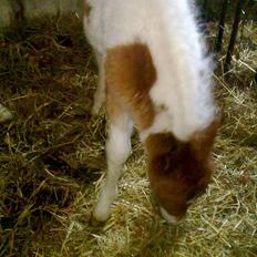 Anden særlig race Alladin fra Hersom ( DØD)