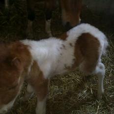 Anden særlig race Alladin fra Hersom ( DØD)