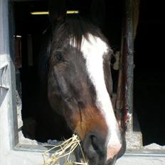 Anden særlig race Cornelius (Tidl. part)