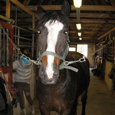 Anden særlig race Cornelius (Tidl. part)