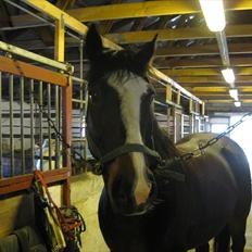 Anden særlig race Cornelius (Tidl. part)