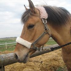 Anden særlig race Gimmle *SAVNER DIG!*