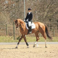 Hollandsk Varmblod Chanel