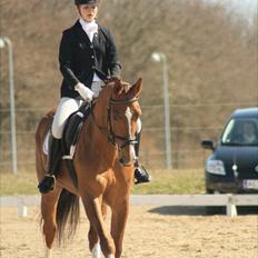 Hollandsk Varmblod Chanel