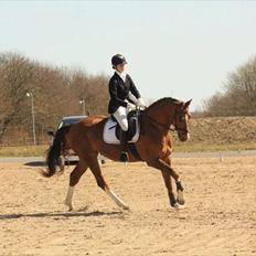 Hollandsk Varmblod Chanel