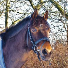 Hollandsk Sportspony | Elim