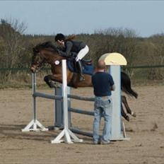 Hollandsk Sportspony | Elim