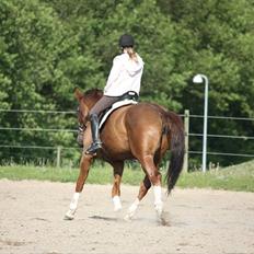 Hollandsk Varmblod Chanel