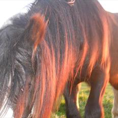 Irish Cob Genevieve
