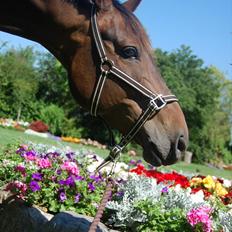 Dansk Varmblod Stald mejses Cordell 