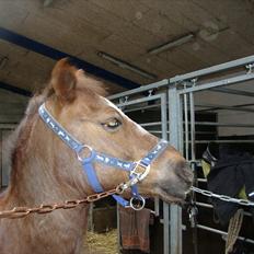 Anden særlig race Buster