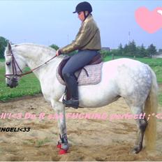 Connemara Rabel'<33 'Solgt'<3