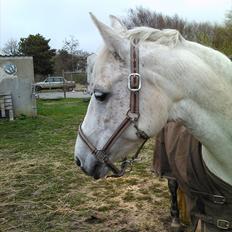 Connemara Rabel'<33 'Solgt'<3