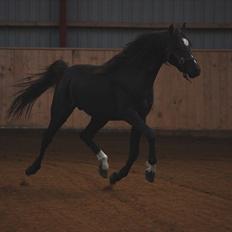 Hollandsk Sportspony Bjirmens Hylke SPH 192 ( R.I.P)