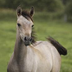 Arabisk fuldblod (OX) Farasha Bint Gazal