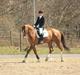 Hollandsk Varmblod Chanel