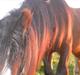 Irish Cob Genevieve