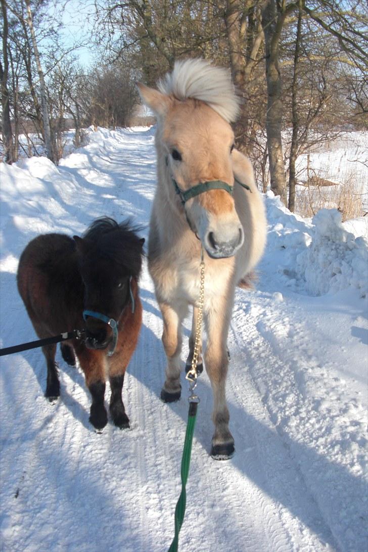 Anden særlig race Tindals Kenai   solgt billede 6