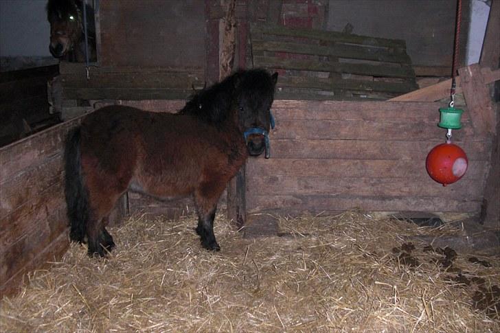 Anden særlig race Tindals Kenai   solgt billede 8
