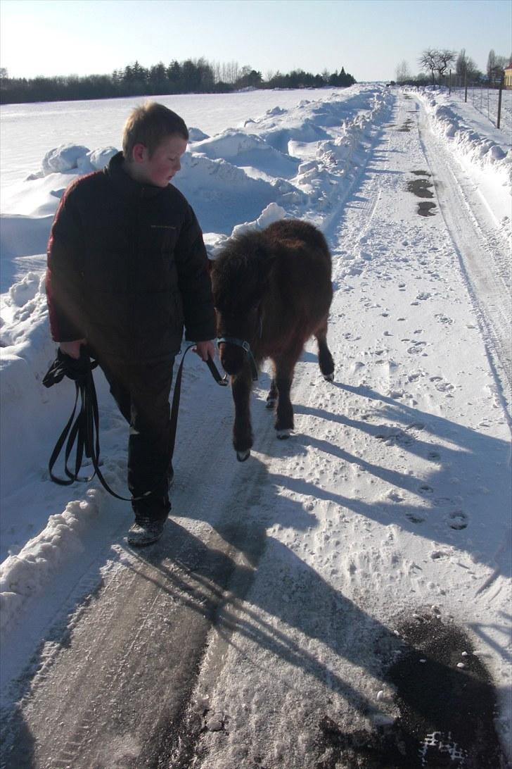Anden særlig race Tindals Kenai   solgt billede 9