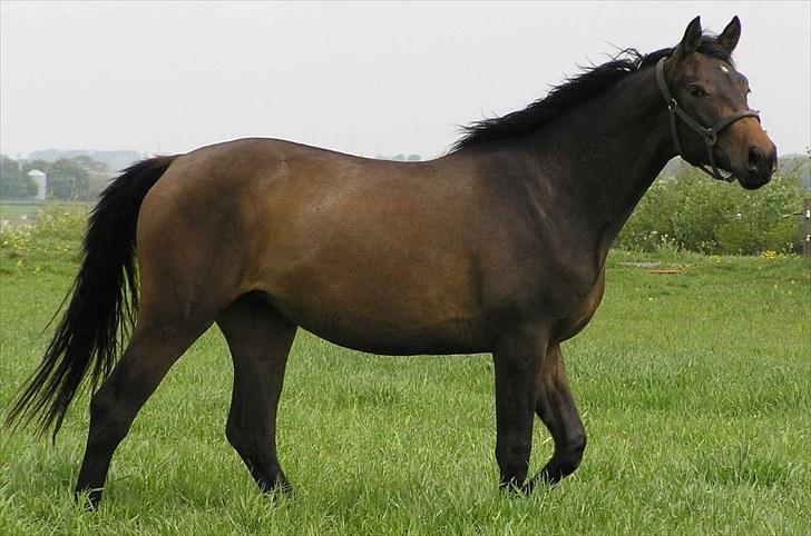 Dansk Varmblod Thordals Kido billede 1