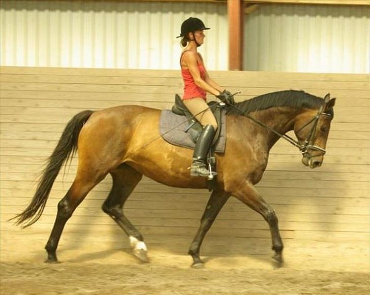 Dansk Varmblod Thordals Kido billede 2