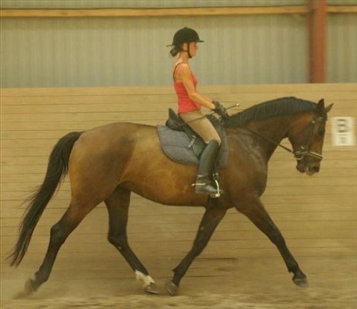 Dansk Varmblod Thordals Kido billede 3