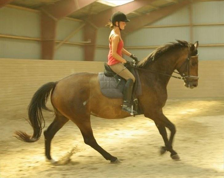 Dansk Varmblod Thordals Kido billede 4