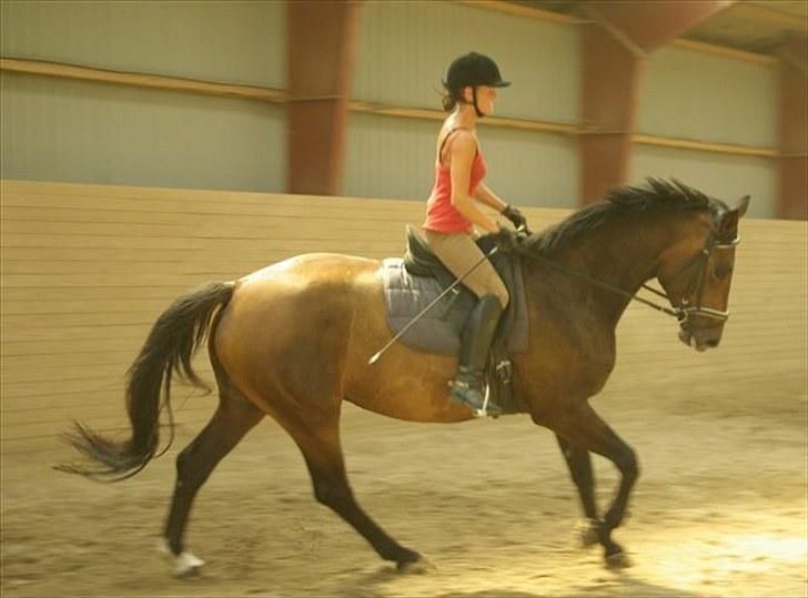 Dansk Varmblod Thordals Kido billede 5