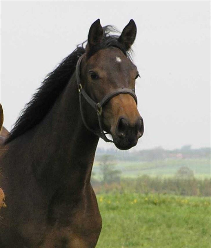 Dansk Varmblod Thordals Kido billede 6